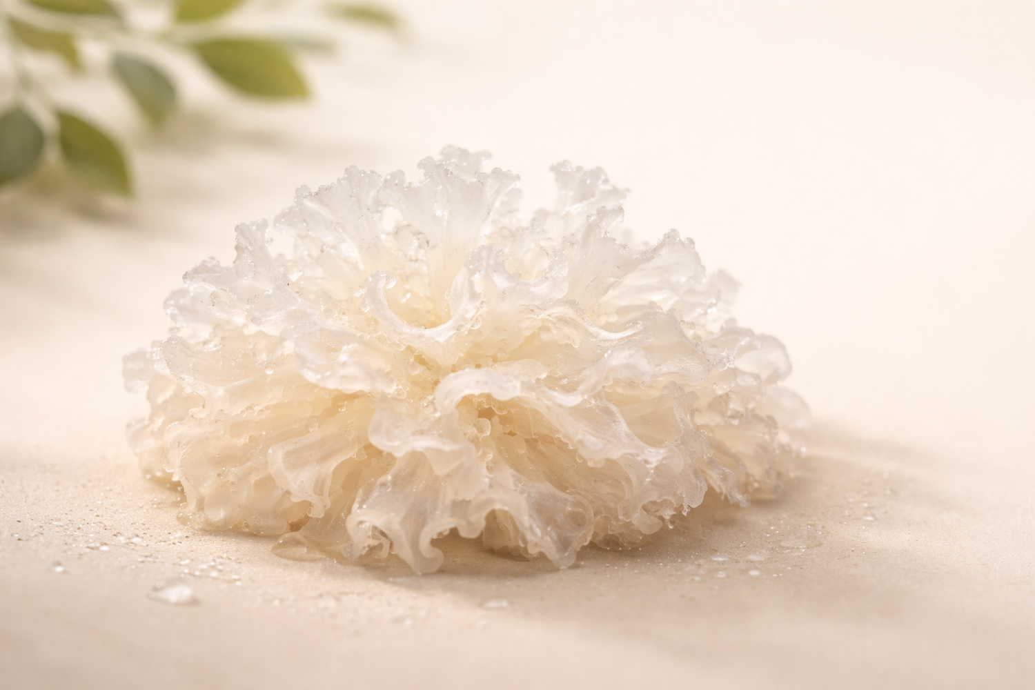 Tremella Mushroom for Skin: Deep Hydration the Botanical Way